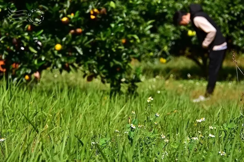 淺森林農場:柳丁