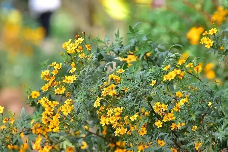 淺森林農場:芳香萬壽菊
