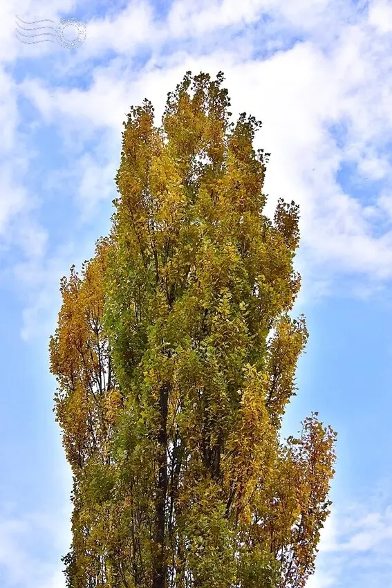 韓國【大邱樹木園】:鑽天楊