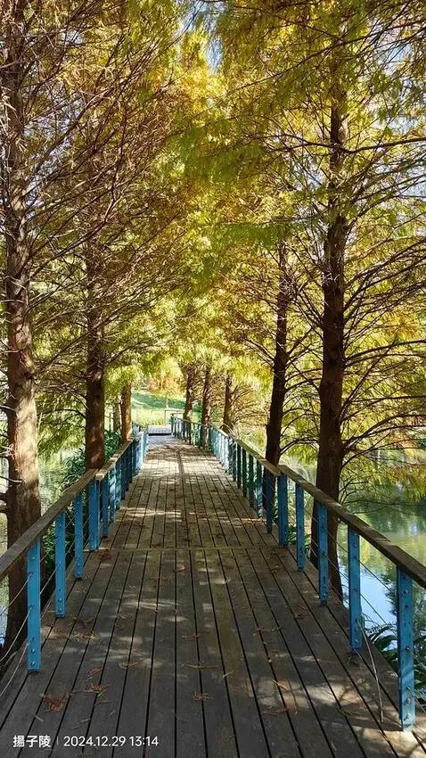 2024長庚養生文化村｜落羽松公園，12/29即時現況🌳。