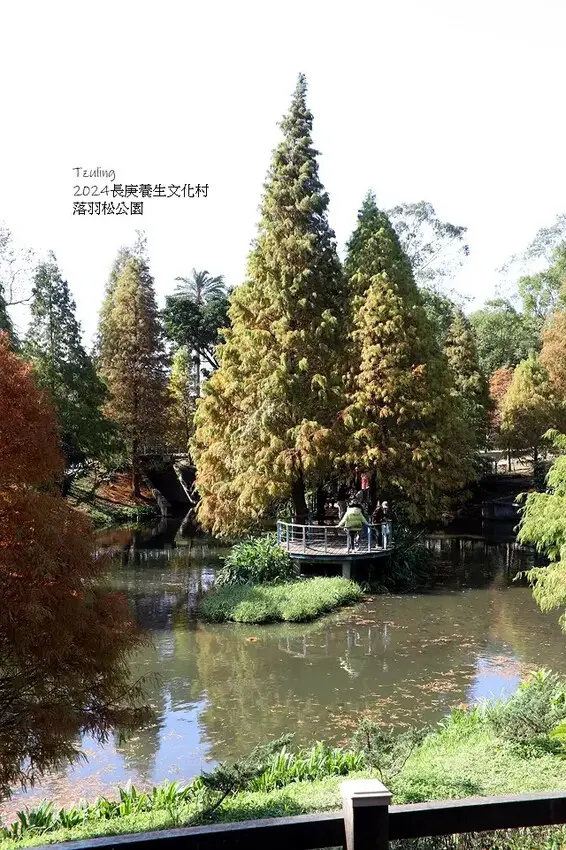 2024長庚養生文化村｜落羽松公園，12/29即時現況🌳。