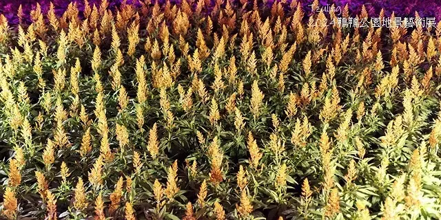 2024鴨鴨公園地景藝術展、花繪三重奏🌸，活動日期：2024