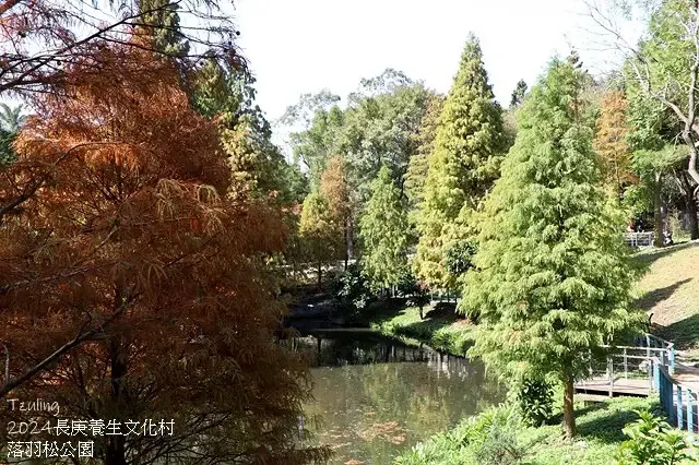 2024長庚養生文化村｜落羽松公園，12/29即時現況🌳。