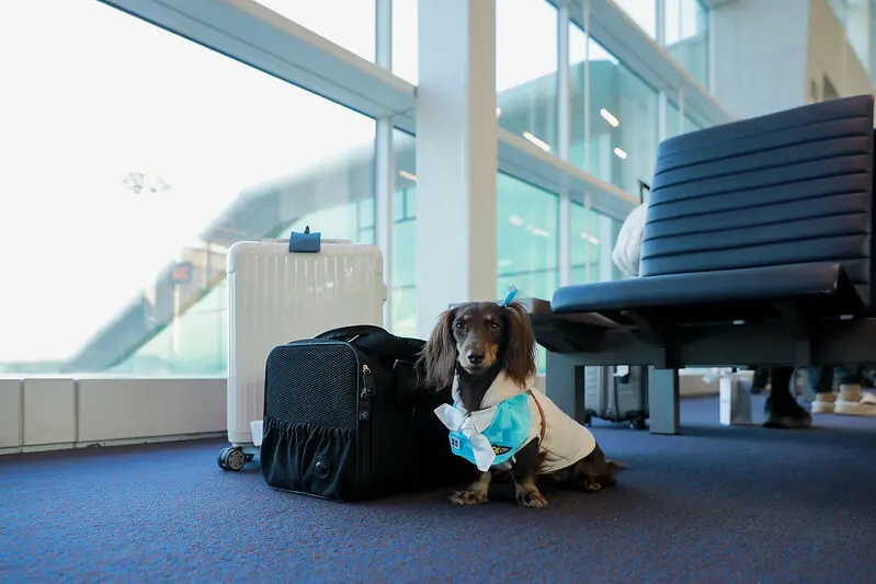 ｜SHARE | 帶寵物去韓國 第一集- 檢疫、機票、輸出輸