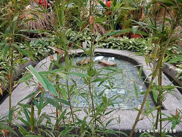 非洲探索園藝展覽館-2024士林官邸菊展 (6).jpg