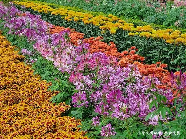 沙漠之春中式庭園區-2024士林官邸菊展 (5).jpg
