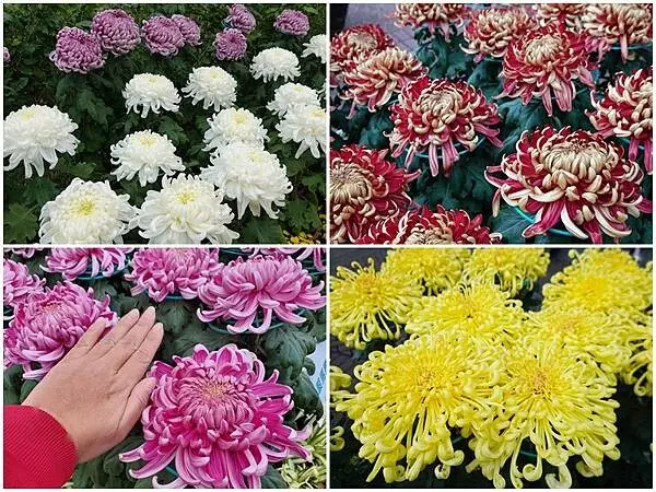 大立菊-2024士林官邸菊展 (3).jpg