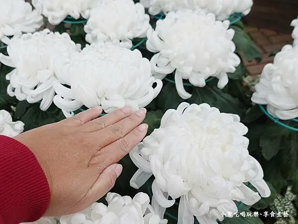 大立菊-2024士林官邸菊展 (1).jpg