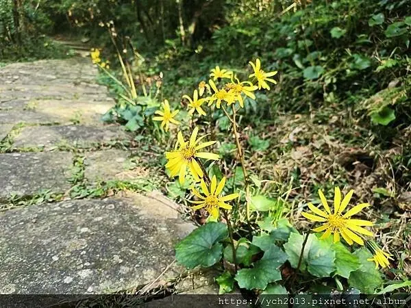 北投陽明山登山步道／中正山步道，中正山停車場至第一登山口，觀