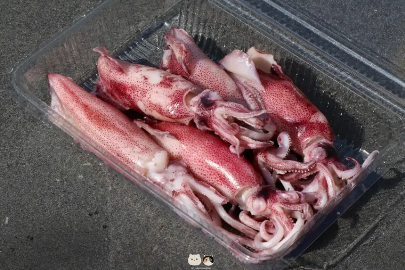 嘉義布袋｜旅遊景點｜布袋漁港觀光魚市．嘉義海線一日遊推薦行程