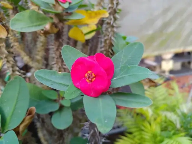 東森山林步道 - 虎刺梅
