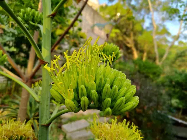 東森山林步道 -  龍舌蘭