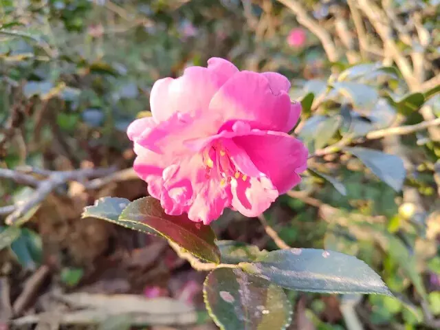 東森山林步道 - 茶梅