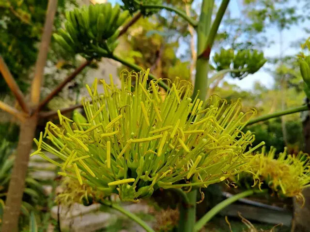 東森山林步道 -  龍舌蘭