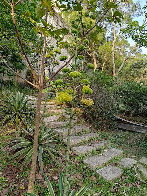 東森山林步道 -  龍舌蘭