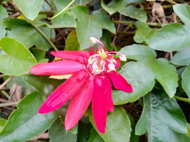 東森山林步道 - 豔紅西番蓮