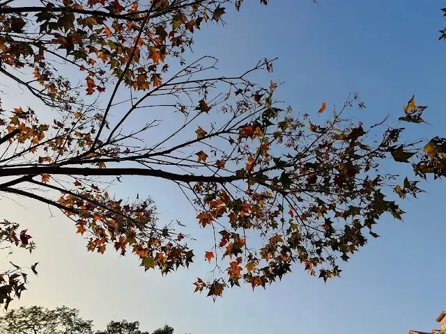 東森山林步道 - 楓葉 - 夕陽
