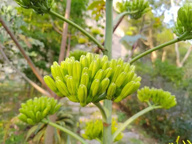 東森山林步道 -  龍舌蘭