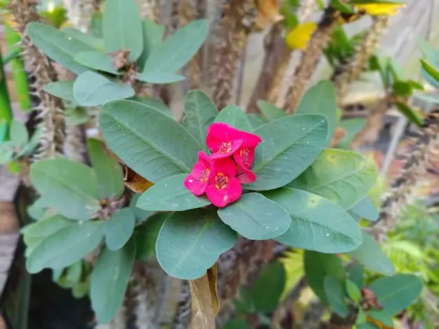 東森山林步道 - 虎刺梅