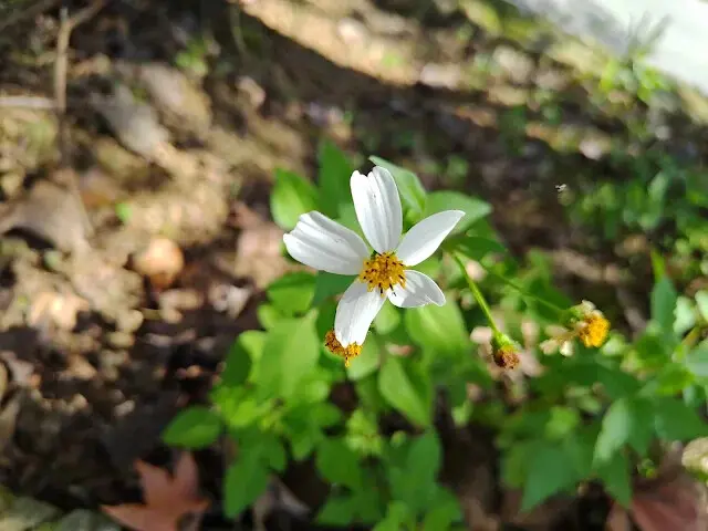 拱北殿 - 停車場 - 白花鬼針草