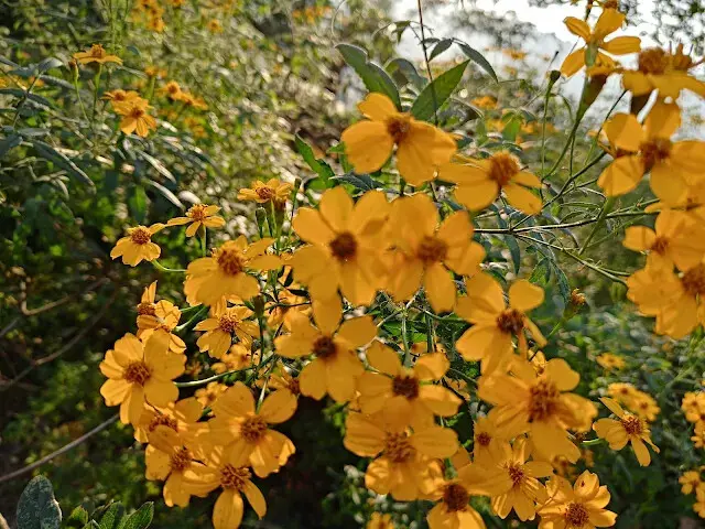 東森山林步道 - 芳香萬壽菊