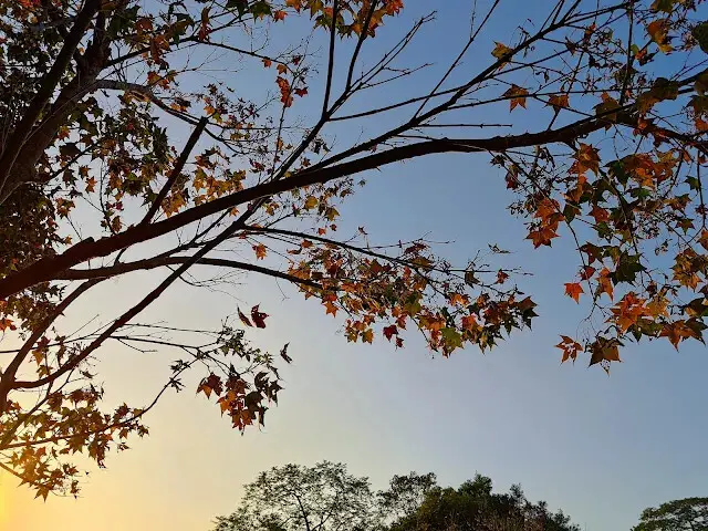 東森山林步道 - 楓葉 - 夕陽
