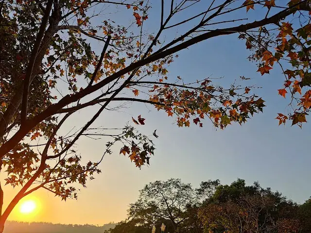 東森山林步道 - 楓葉 - 夕陽