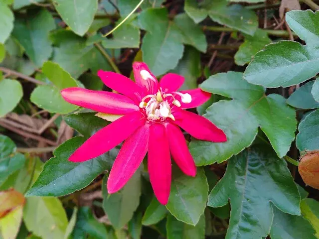 東森山林步道 - 豔紅西番蓮
