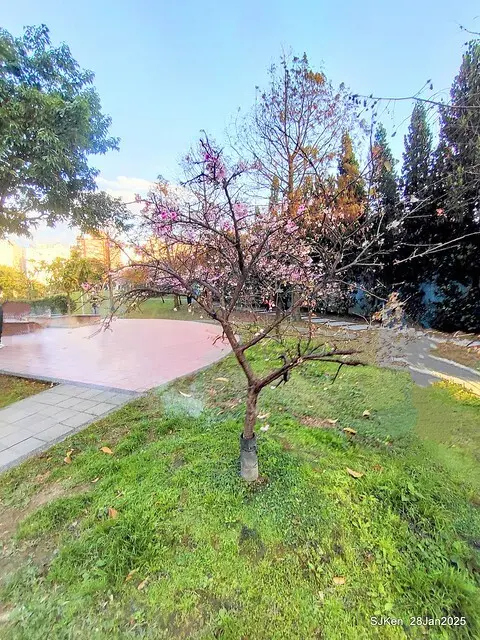 2025內湖樂活公園夜櫻季(Cherry Blossoms exhibition at Naihu park, Taipei, Taiwan,  by SJKen, Jan 28, 2025)