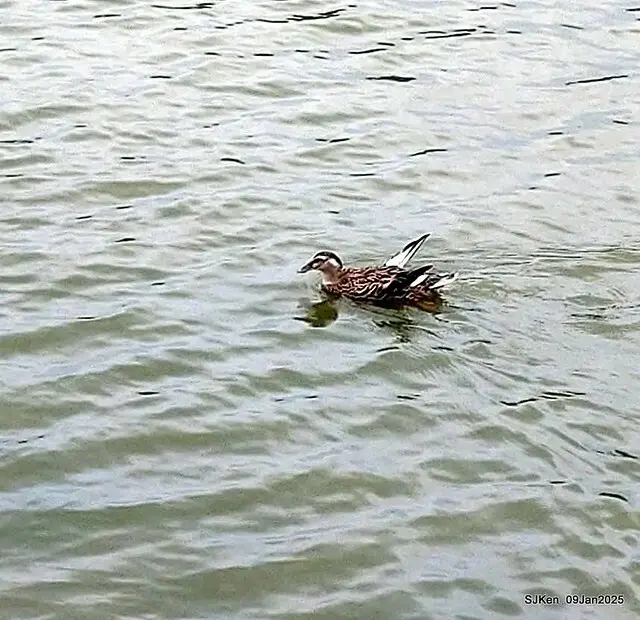 台北大湖公園與碧湖公園水鳥(Waterbirds at the Big lake park & Green lake park) , Taipei, Taiwan, SJKen , 09 Jan 2025.