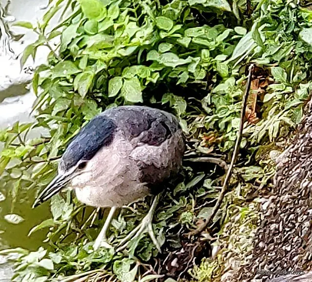 台北大湖公園與碧湖公園水鳥(Waterbirds at the Big lake park & Green lake park) , Taipei, Taiwan, SJKen , 09 Jan 2025.