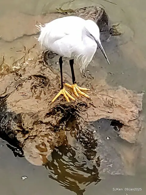 台北大湖公園與碧湖公園水鳥(Waterbirds at the Big lake park & Green lake park) , Taipei, Taiwan, SJKen , 09 Jan 2025.