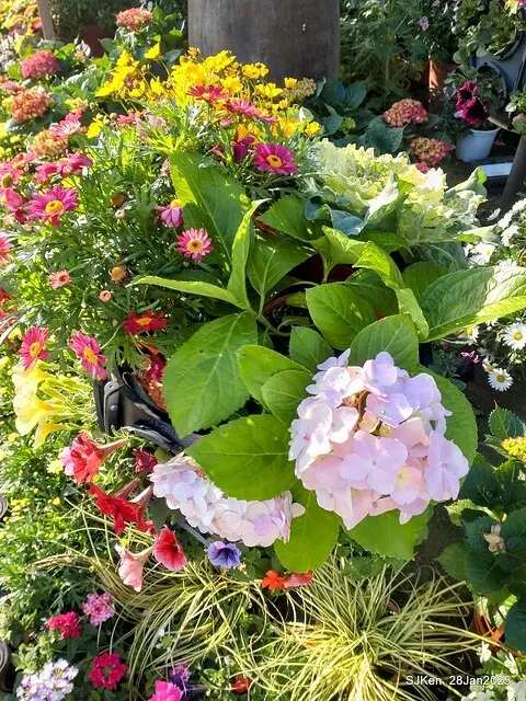 2025內湖樂活公園夜櫻季(Cherry Blossoms exhibition at Naihu park, Taipei, Taiwan,  by SJKen, Jan 28, 2025)