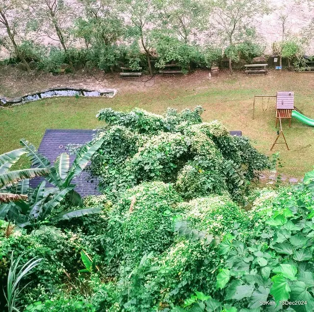 2024.12.13 造訪苗栗縣南庄雲水溫泉度假莊園落羽松湖秘境莊園(Bald Cypress lake landscape at Cloud-Water Resort Villa),   , Miaoli county, North Taiwan, photos by SJKen , Dec 13, 2024.