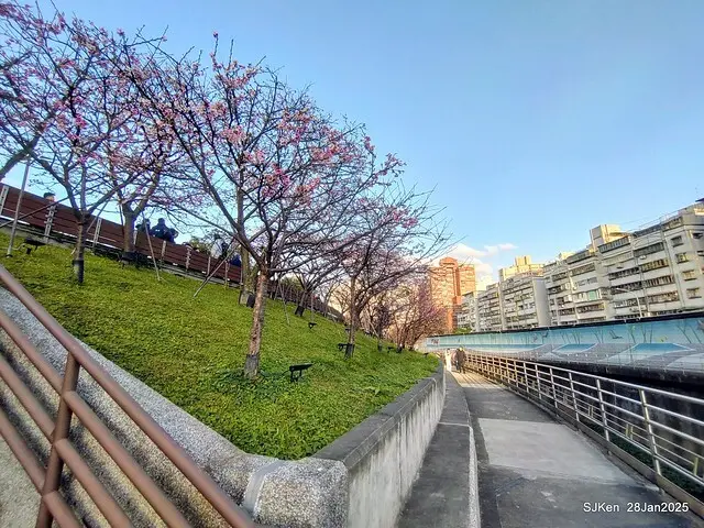 2025內湖樂活公園夜櫻季(Cherry Blossoms exhibition at Naihu park, Taipei, Taiwan,  by SJKen, Jan 28, 2025)