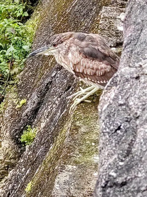 台北大湖公園與碧湖公園水鳥(Waterbirds at the Big lake park & Green lake park) , Taipei, Taiwan, SJKen , 09 Jan 2025.