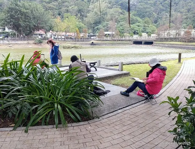 台北大湖公園落羽松(Bald Cypress at Big Lake park, Taipei, Taiwan, Jan 9, 2025, by SJKen)