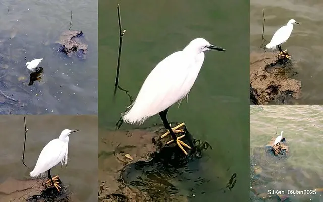 台北大湖公園與碧湖公園水鳥(Waterbirds at the Big lake park & Green lake park) , Taipei, Taiwan, SJKen , 09 Jan 2025.