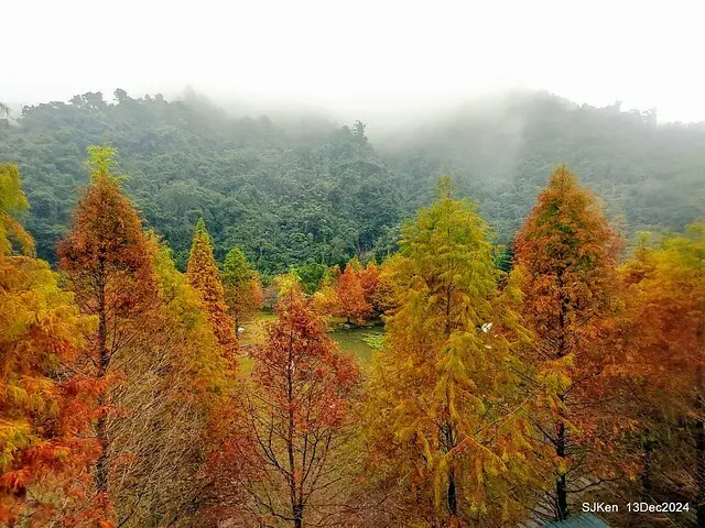 2024.12.13 造訪苗栗縣南庄雲水溫泉度假莊園落羽松湖秘境莊園(Bald Cypress lake landscape at Cloud-Water Resort Villa),   , Miaoli county, North Taiwan, photos by SJKen , Dec 13, 2024.