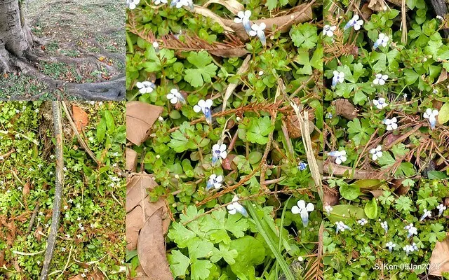 台北大湖公園落羽松(Bald Cypress at Big Lake park, Taipei, Taiwan, Jan 9, 2025, by SJKen)