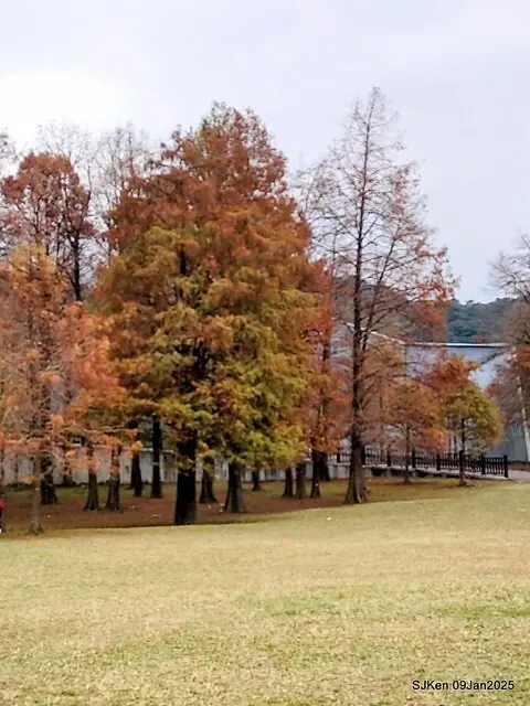 台北大湖公園落羽松(Bald Cypress at Big Lake park, Taipei, Taiwan, Jan 9, 2025, by SJKen)