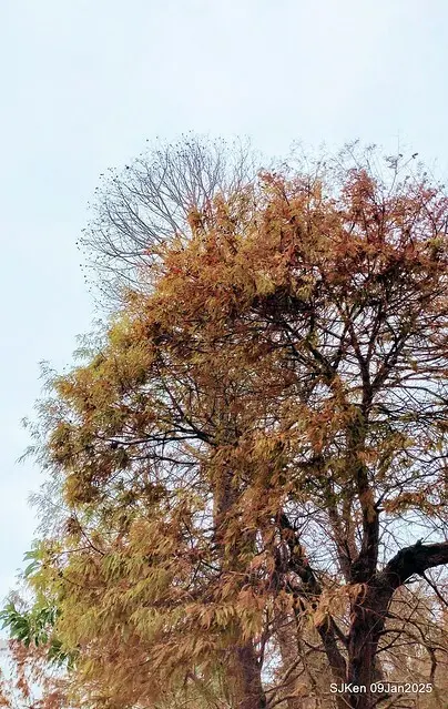 台北大湖公園落羽松(Bald Cypress at Big Lake park, Taipei, Taiwan, Jan 9, 2025, by SJKen)