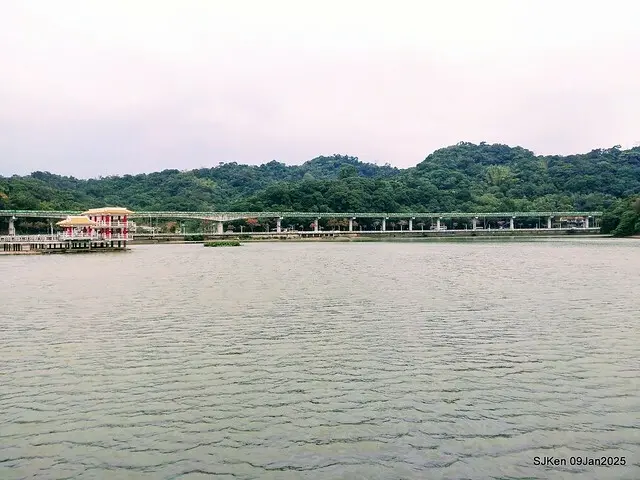 台北大湖公園落羽松(Bald Cypress at Big Lake park, Taipei, Taiwan, Jan 9, 2025, by SJKen)