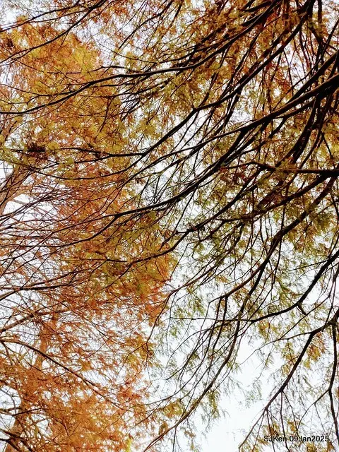 台北大湖公園落羽松(Bald Cypress at Big Lake park, Taipei, Taiwan, Jan 9, 2025, by SJKen)