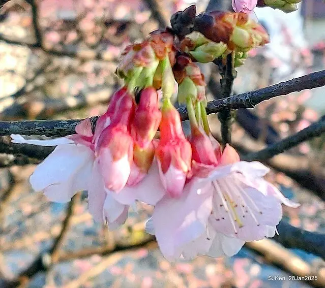 2025內湖樂活公園夜櫻季(Cherry Blossoms exhibition at Naihu park, Taipei, Taiwan,  by SJKen, Jan 28, 2025)