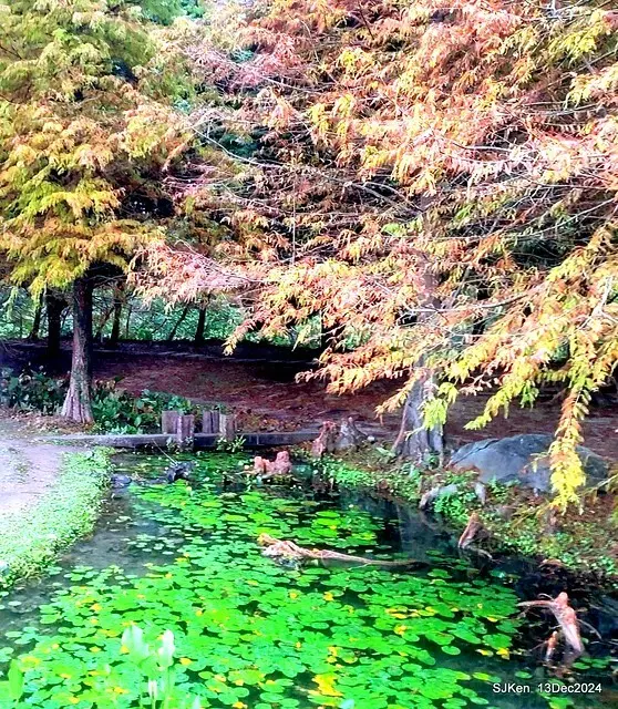 2024.12.13 造訪苗栗縣南庄雲水溫泉度假莊園落羽松湖秘境莊園(Bald Cypress lake landscape at Cloud-Water Resort Villa),   , Miaoli county, North Taiwan, photos by SJKen , Dec 13, 2024.