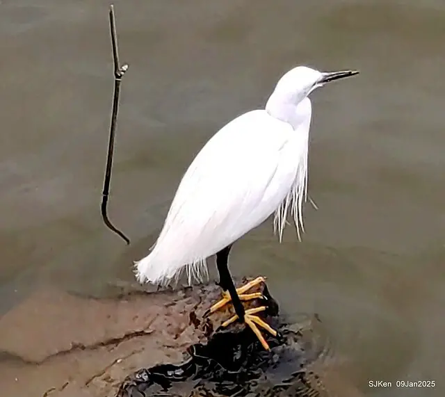 台北大湖公園與碧湖公園水鳥(Waterbirds at the Big lake park & Green lake park) , Taipei, Taiwan, SJKen , 09 Jan 2025.