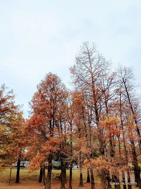 台北大湖公園落羽松(Bald Cypress at Big Lake park, Taipei, Taiwan, Jan 9, 2025, by SJKen)