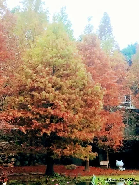 2024.12.13 造訪苗栗縣南庄雲水溫泉度假莊園落羽松湖秘境莊園(Bald Cypress lake landscape at Cloud-Water Resort Villa),   , Miaoli county, North Taiwan, photos by SJKen , Dec 13, 2024.