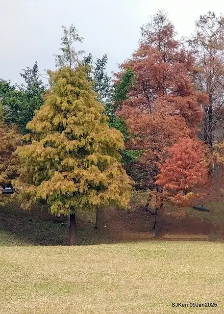 台北大湖公園落羽松(Bald Cypress at Big Lake park, Taipei, Taiwan, Jan 9, 2025, by SJKen)